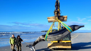 World's rarest whale washes up on New Zealand beach