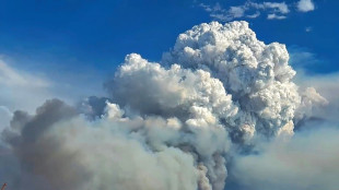 Incêndios 'fora de controle' colocam fauna do Pantanal em risco