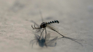 Mosquitoes with 'toxic' semen could stem disease spread: research