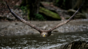 Quasi-oublié, le plus grand aigle d'Europe lutte pour sa survie