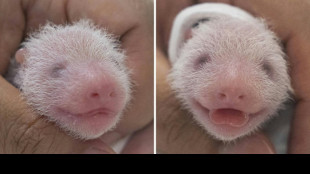 South Korea welcomes birth of first giant panda twins