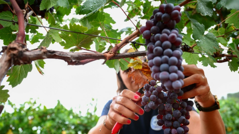 Radis chinois ou nouveaux cépages, alliés du rosé de Provence face au changement climatique