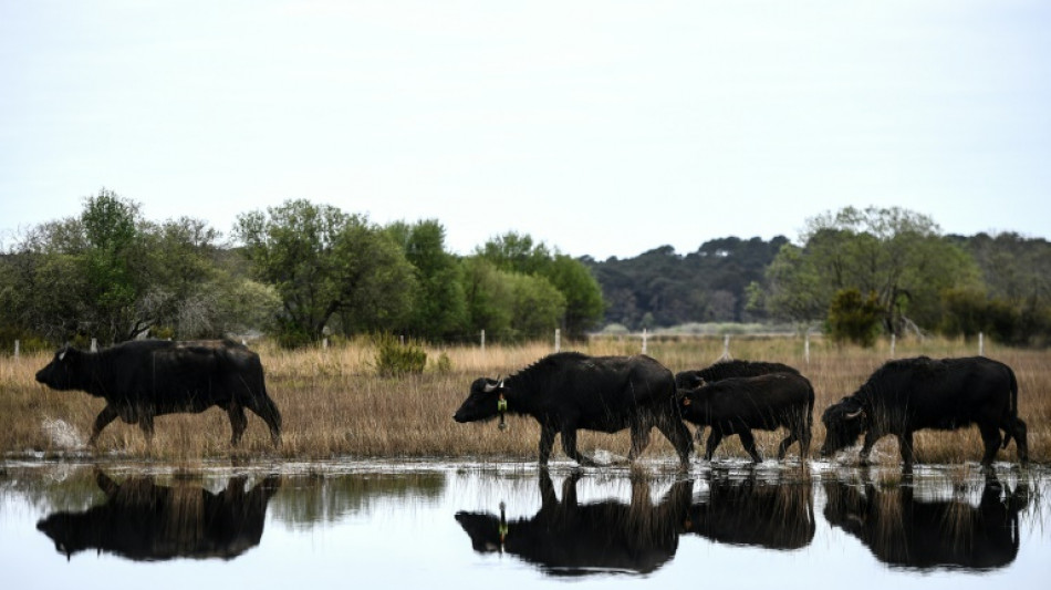 Dans un marais de Gironde, l'alliance du buffle et du bousier