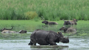 Inde: la population de rhinocéros à une corne a presque triplé en 40 ans