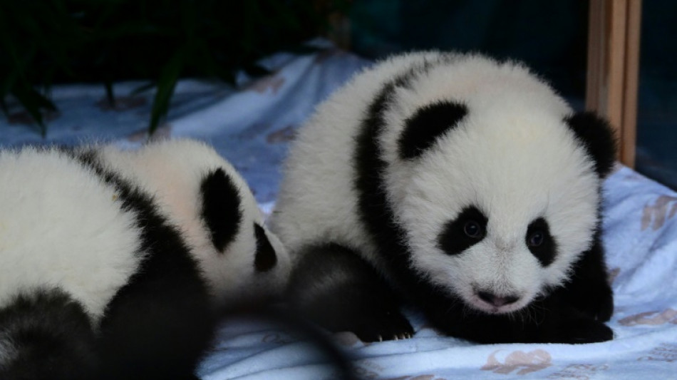 Pandazwillinge in Berliner Zoo können laufen