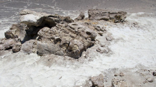 Pelle e squame nel fossile di un rettile marino preistorico