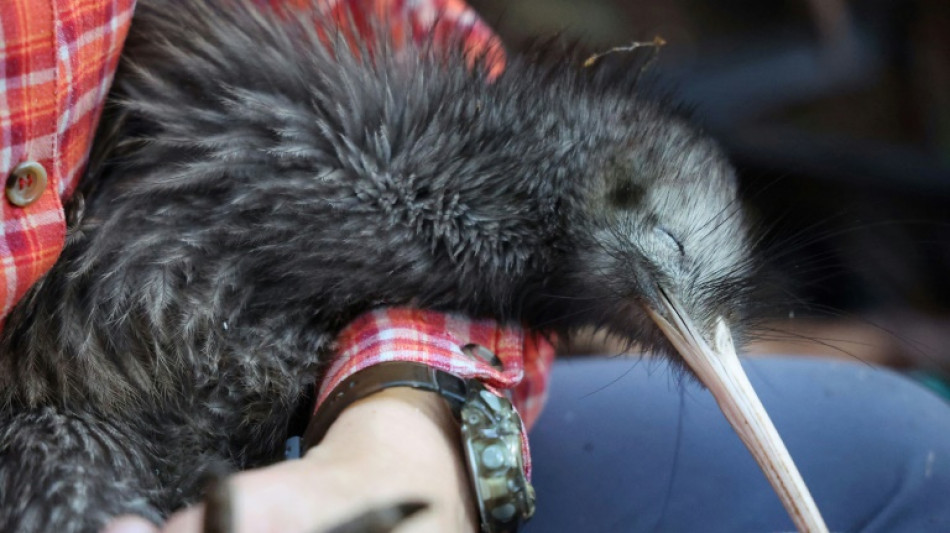 Il faut sauver le kiwi: la Nouvelle-Zélande se mobilise pour son oiseau emblématique