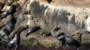 Bird flu kills 400 seals, sea lions in Uruguay