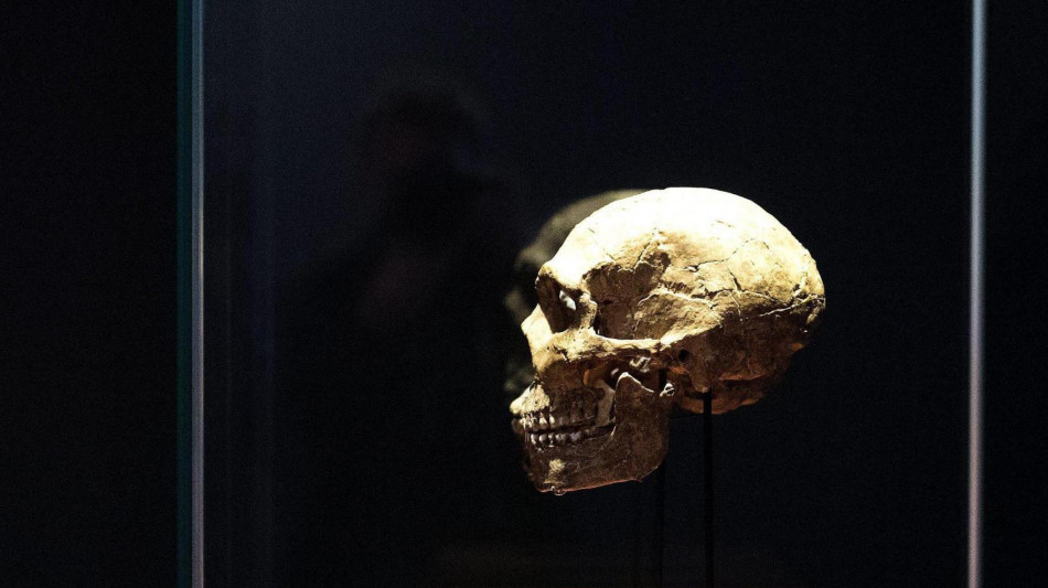 I gruppi sanguigni raccontano il declino dei Neanderthal