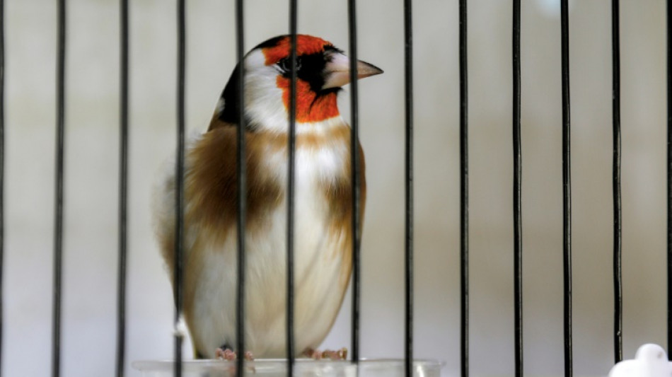 Algerians campaign to save treasured songbird from hunters