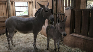 Rare Somali wild ass born in Chile zoo