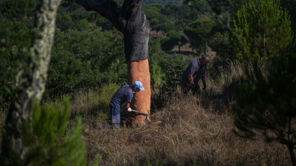 Portugal looks to put new twist on cork industry