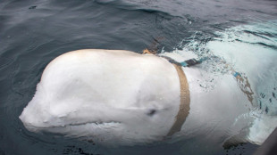 Beluga 'espiã' da Rússia, encontrada morta na Noruega, foi abatida intencionalmente