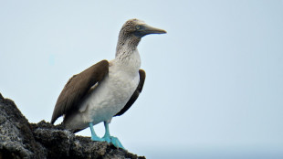 Ecuador activa plan para proteger aves de Galápagos ante influenza aviar