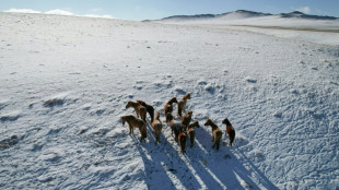 On the Mongolian steppe, climate change pushes herders to the brink