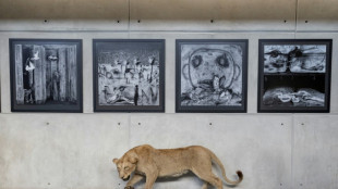 Perturbadora exposición de Roger Ballen sobre los estragos humanos en la naturaleza