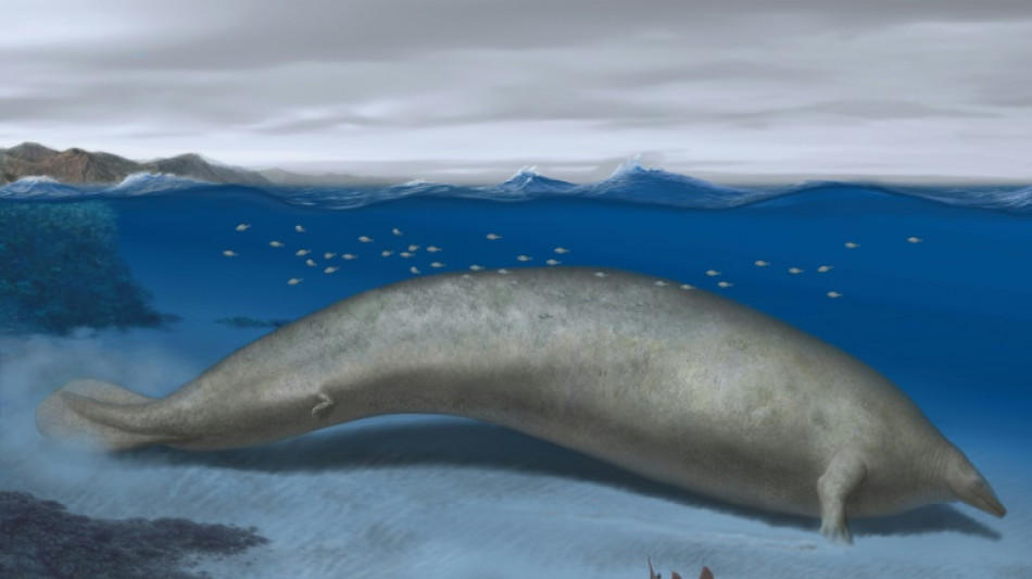 Heaviest animal ever? Scientists discover massive ancient whale