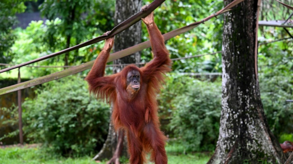 Malaysia rückt ab von Orang-Utan-Diplomatie: Adoptionsmöglichkeit statt Geschenk