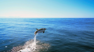 Dolphins flash friendly grins when they're ready to play