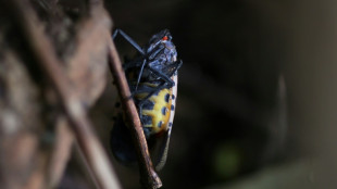 In US, invasive spotted lanternflies are devastating crops